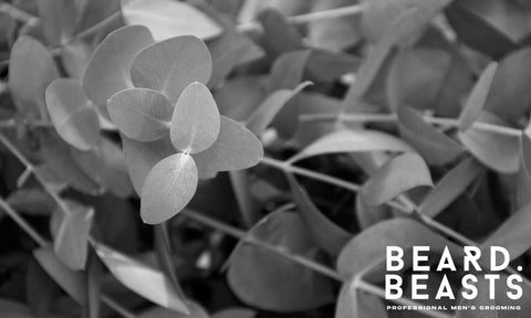 Eucalyptus Oil for Beard Care: Benefits, Uses, and Pro Tips - Beard Beasts