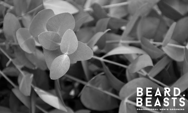 Close-up of fresh eucalyptus leaves used to highlight the benefits of eucalyptus oil for beard care